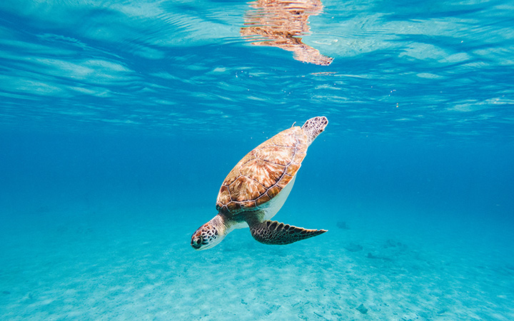 a turtle swimming in the water