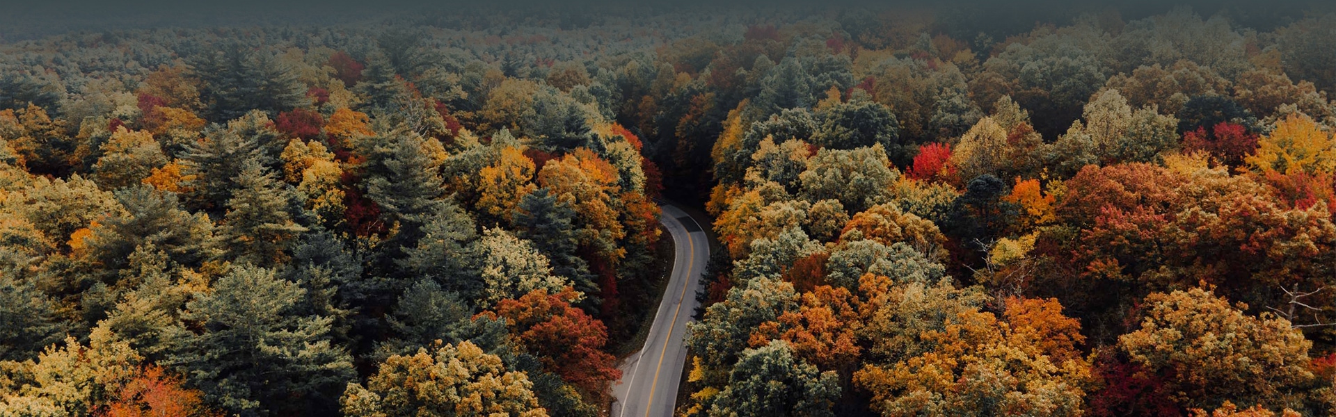 a road through a forest of trees
