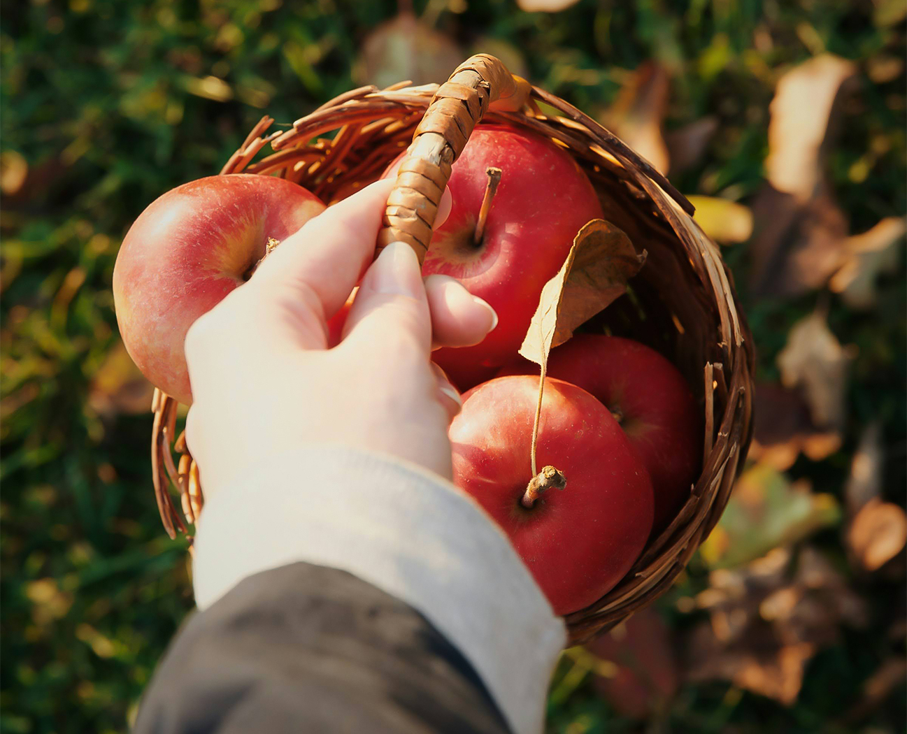 a hand holding a basket of apples