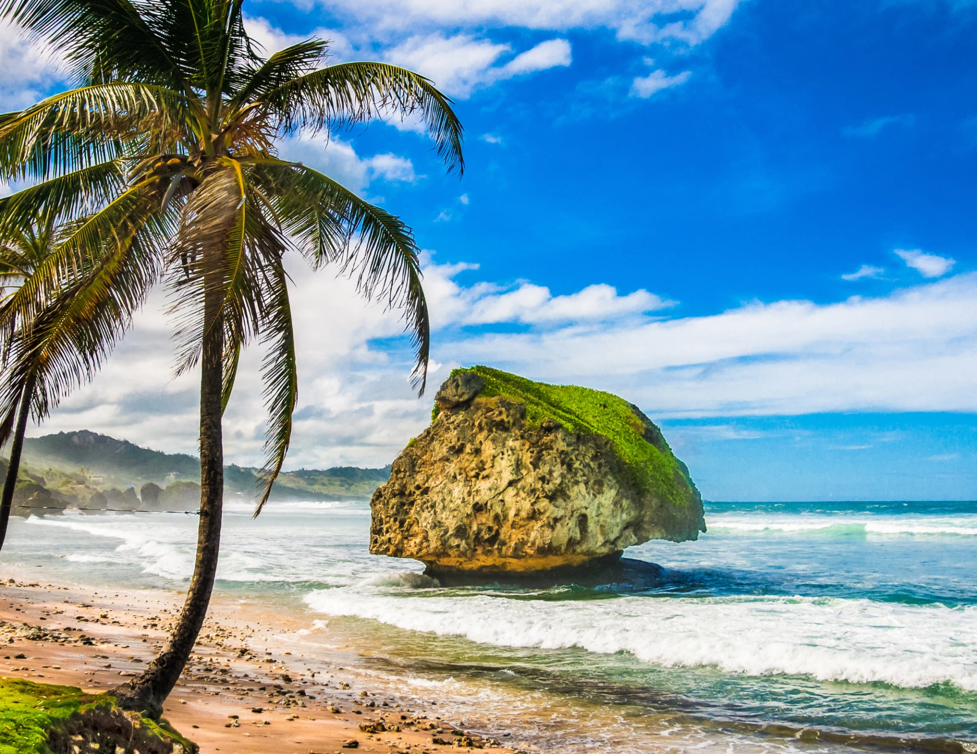 a palm tree and a rock in the ocean
