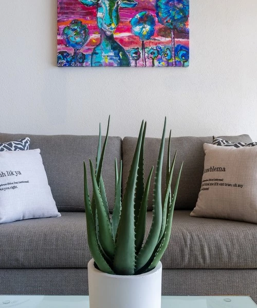 a plant in a pot on a table