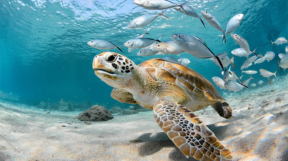 sea turtles in the ocean with fish