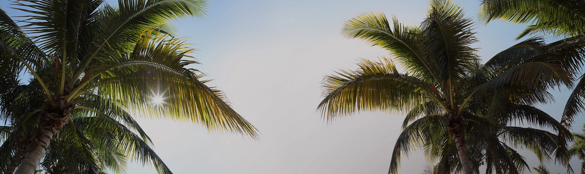 view of palm trees