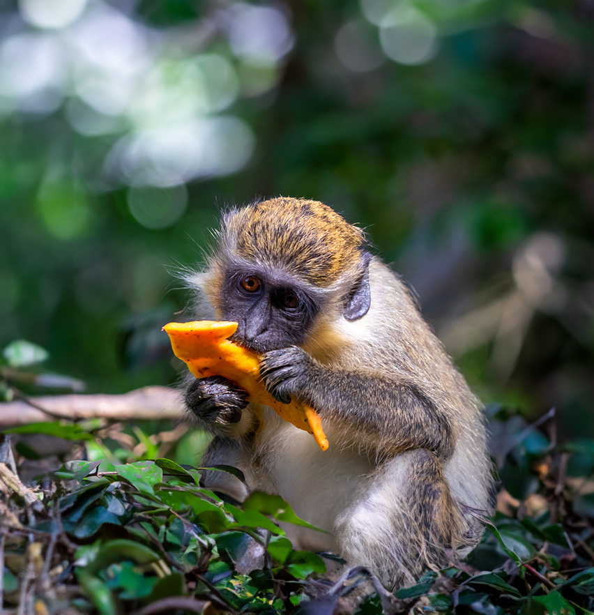 a monkey eating a piece of food