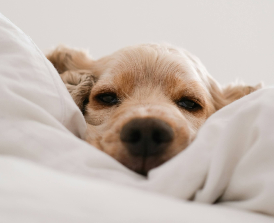 a dog lying on a bed