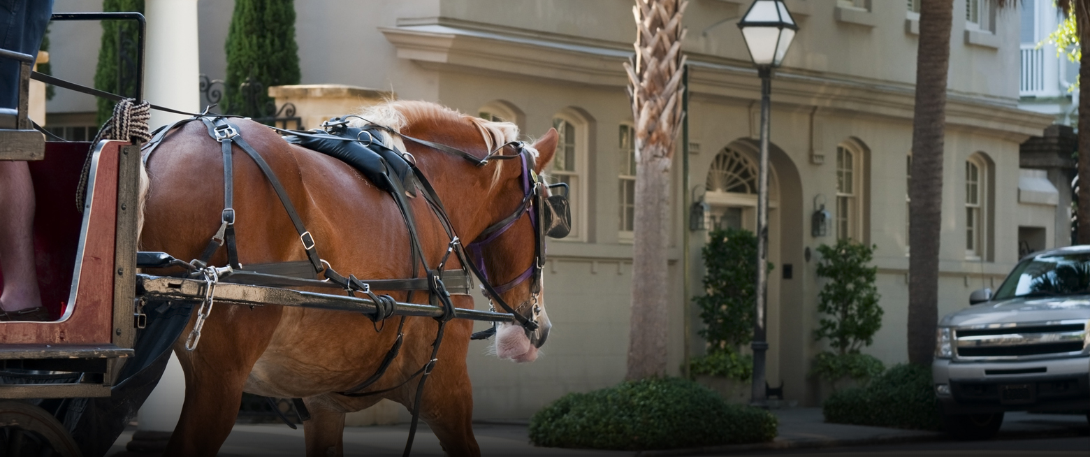 a horse pulling a carriage