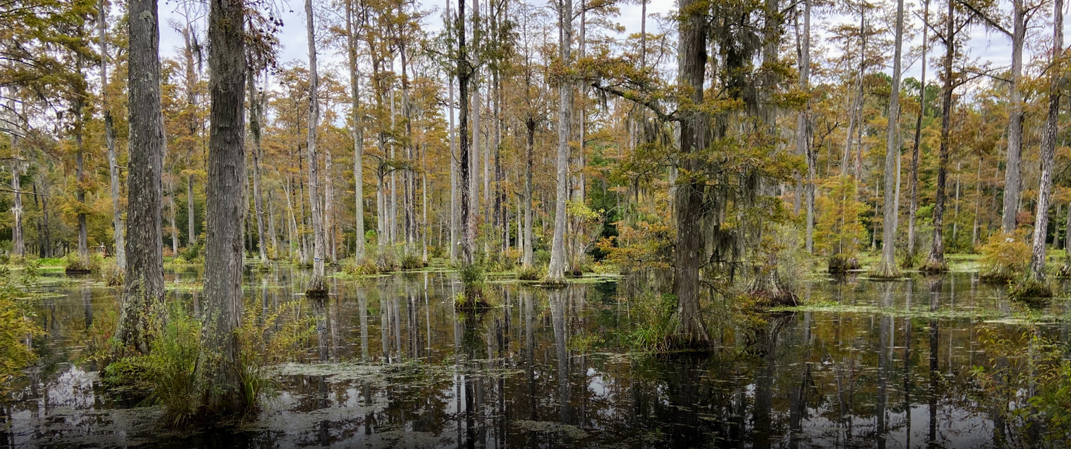a swamp with trees and plants