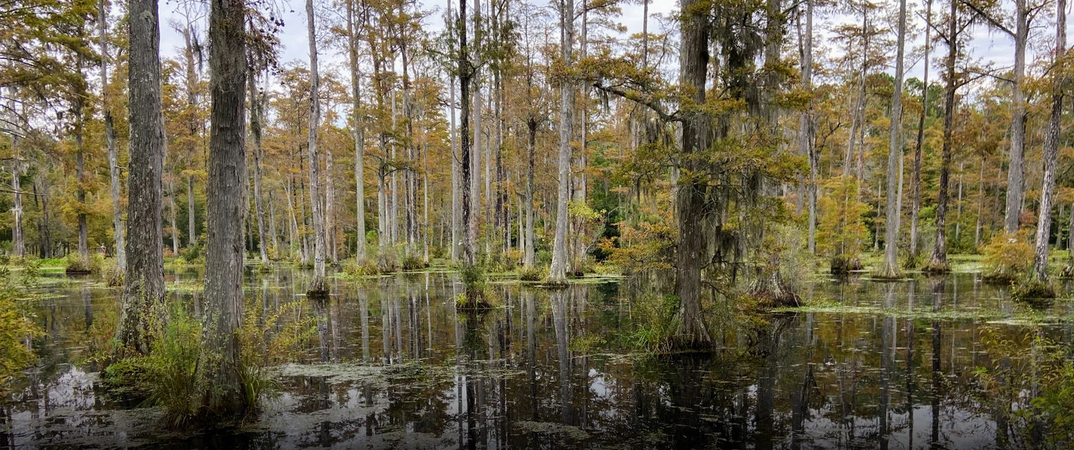 a swamp with trees and plants