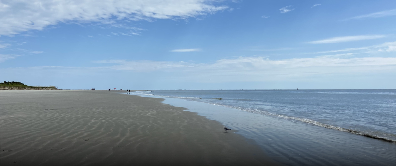 a beach with a bird on the sand