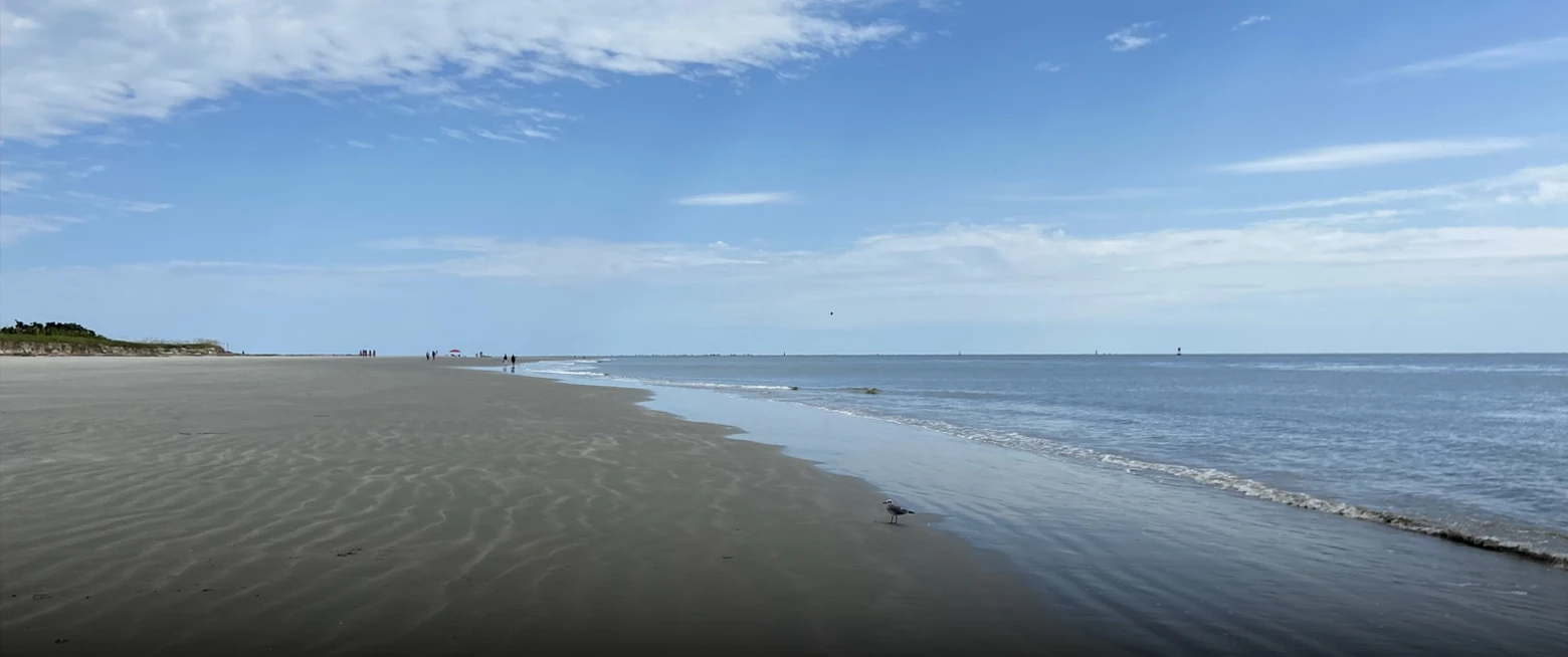 a beach with a bird on the sand