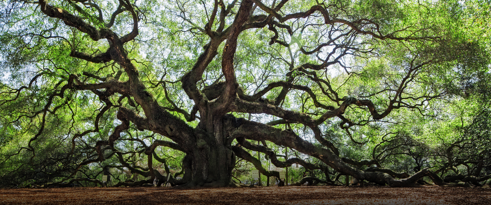 a large tree with many branches