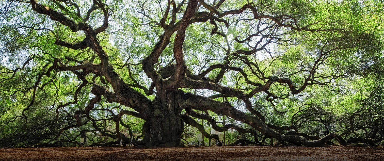 a large tree with many branches