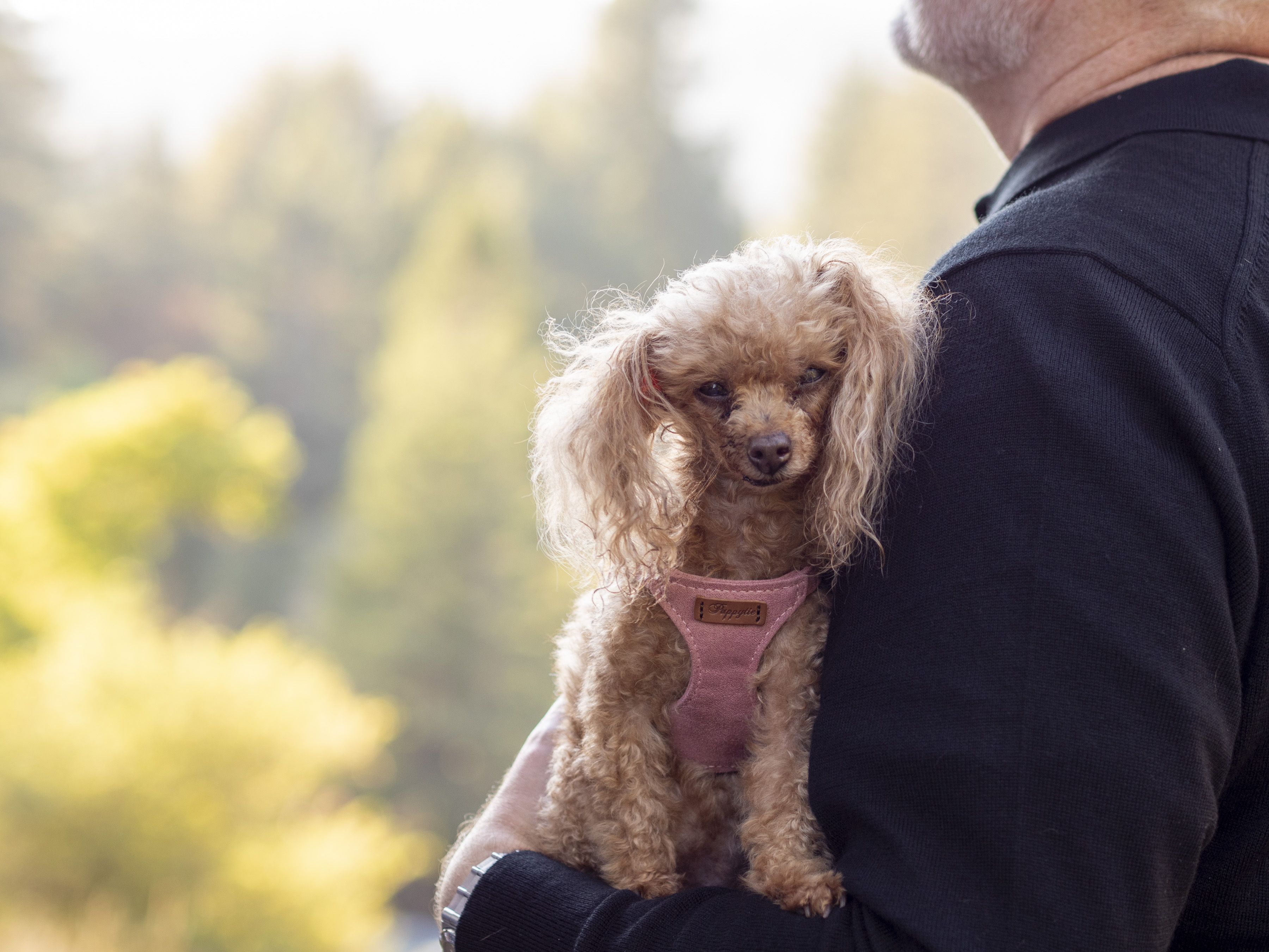 a person holding a dog