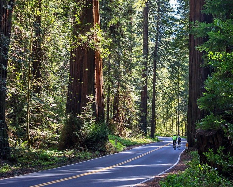 an open road surrounded by tall trees
