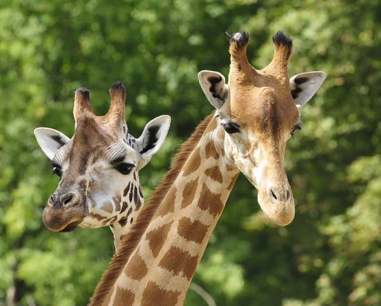two giraffes