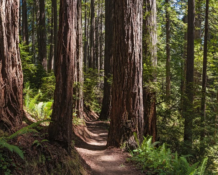 trunks of tall trees in a forest