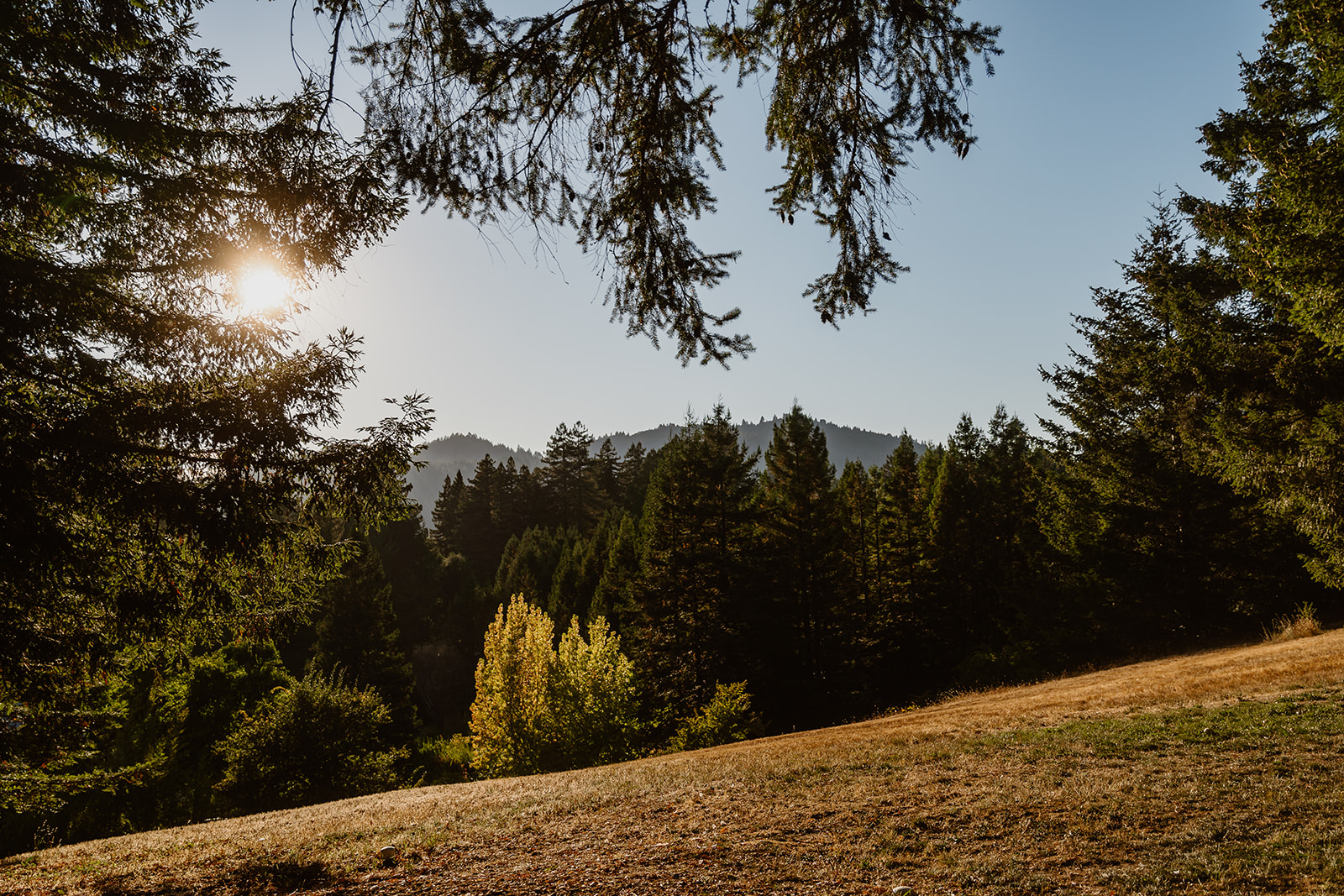 a grassy hill with trees and mountains in the background