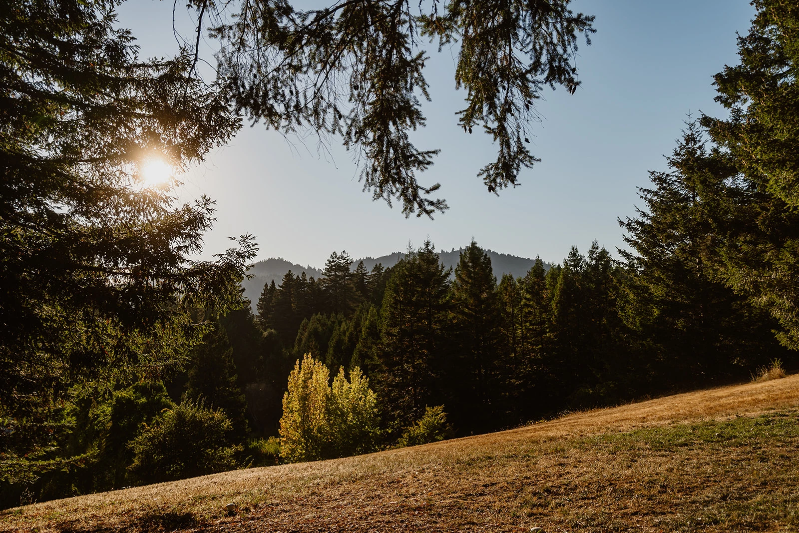a grassy hill with trees and mountains in the background