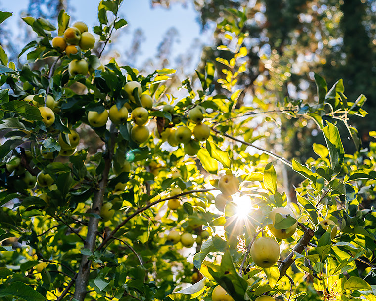 orchard tree with sunlight coming through between trees 