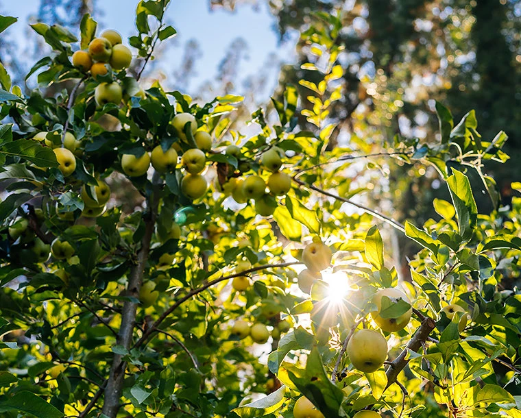 orchard tree with sunlight coming through between trees 
