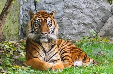 Tiger laying on grass