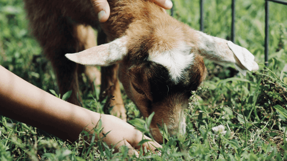 a person petting a goat