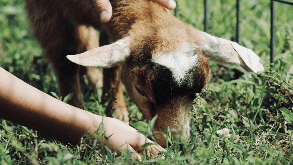 a person petting a goat