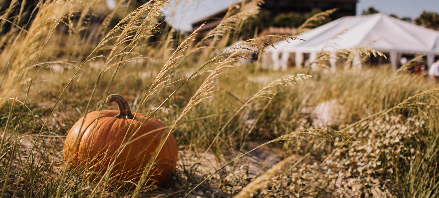 a pumpkin in the grass