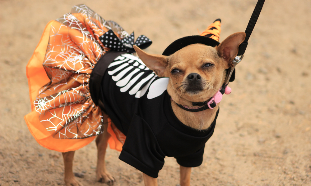 a dog wearing a garment