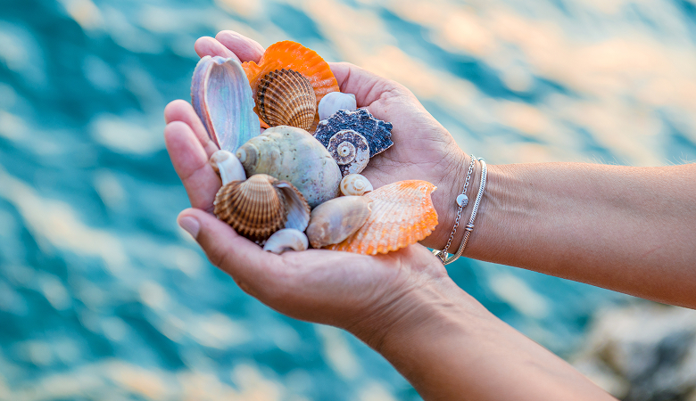a hand holding a pile of seashells