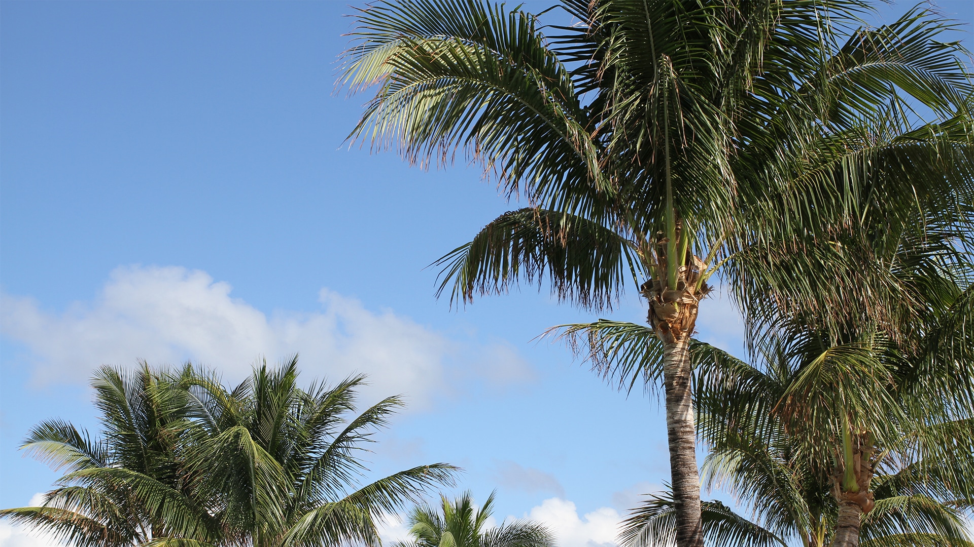 palm trees with blue sky and clouds