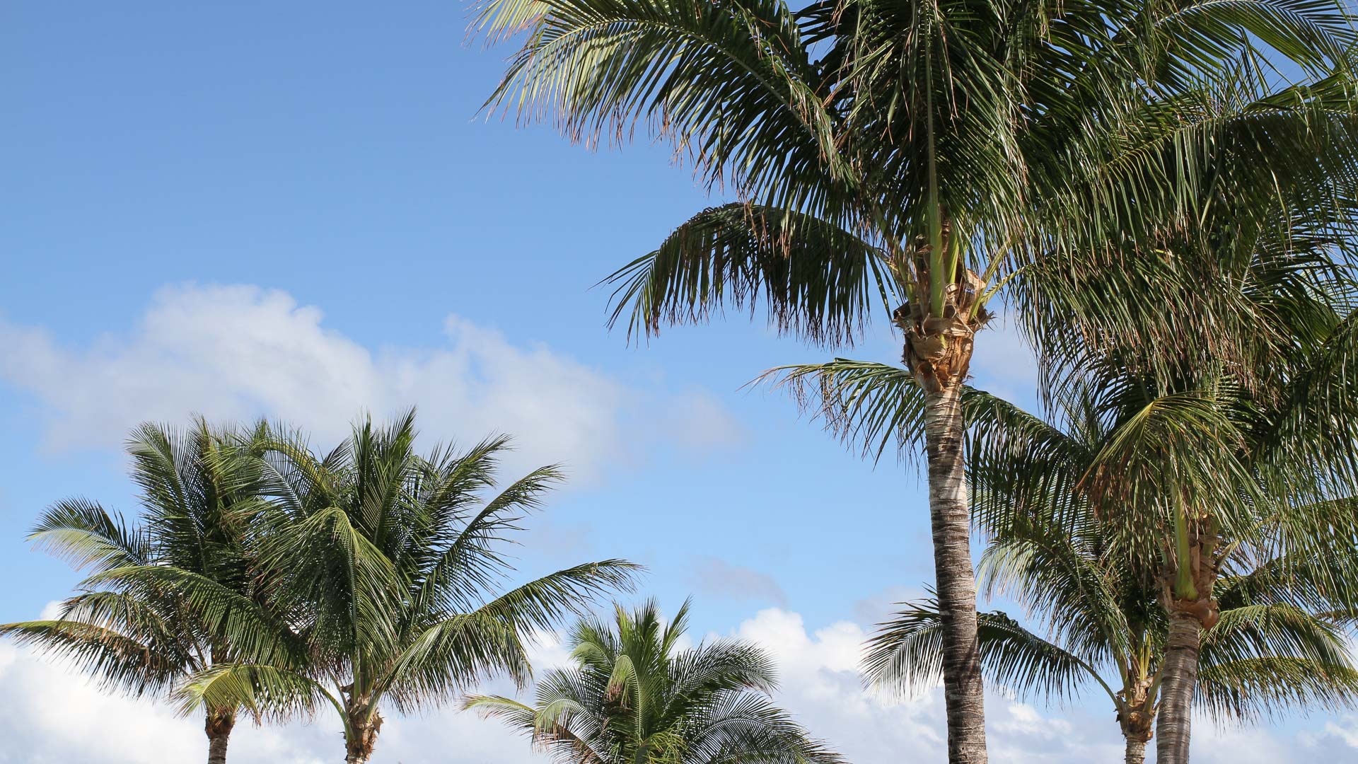 palm trees on a beach
