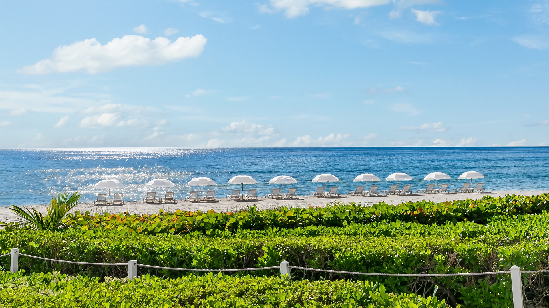 a beach with white umbrellas and bushes