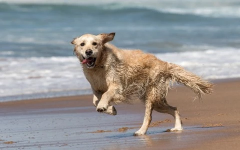 a dog running on a beach