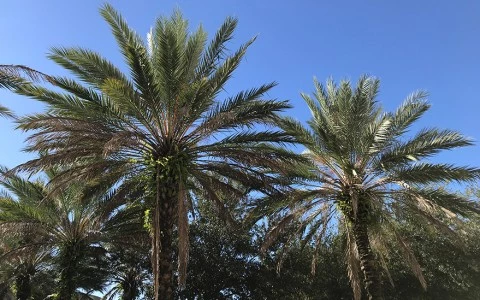 palm trees with blue sky