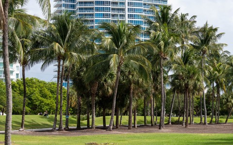 a group of palm trees in a park