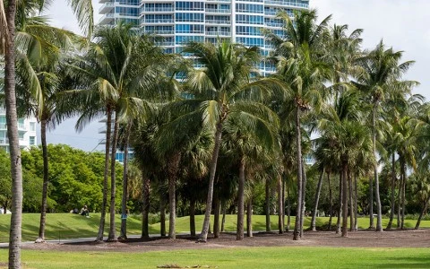 a group of palm trees in a park