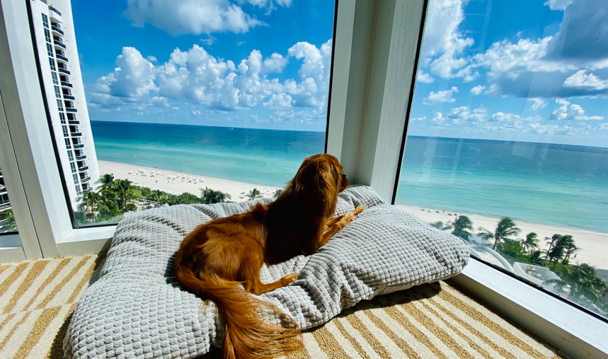 a dog lying on a pillow looking out a window at a beach