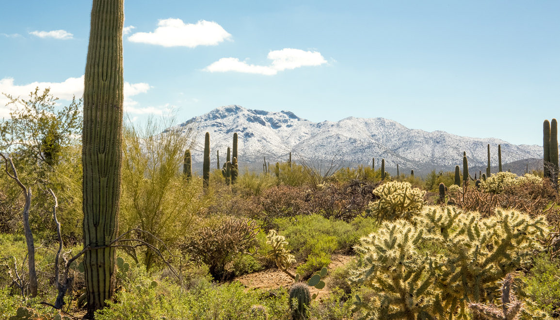 greenery in the desert with mountains in the distance