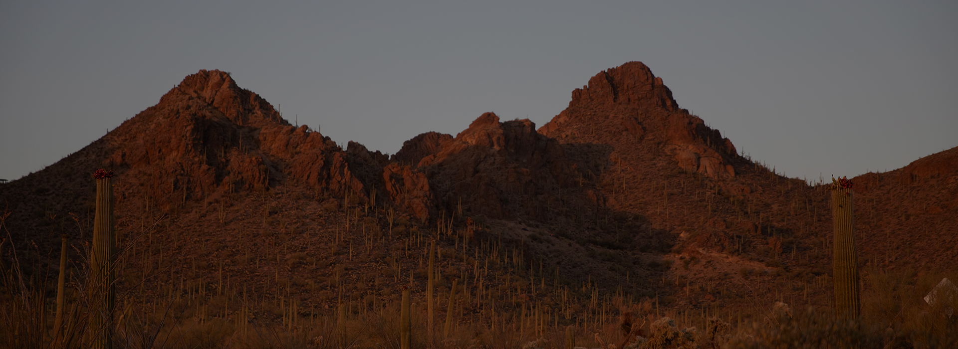 A DESERT ORIGINAL Image