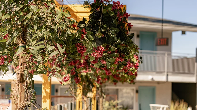 a plant with flowers from a yellow structure