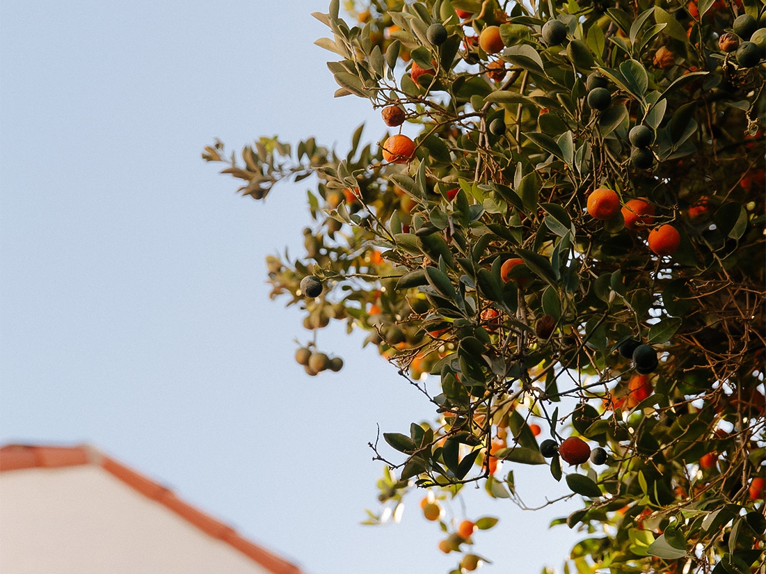 a tree with fruits on it