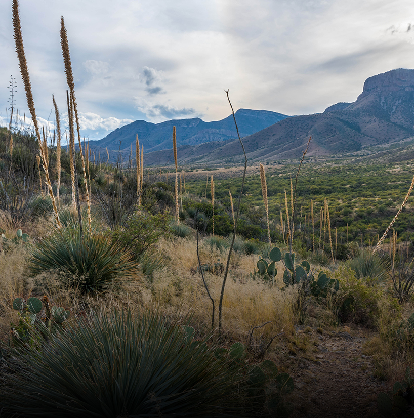 a landscape with cactus plants and mountains in the background