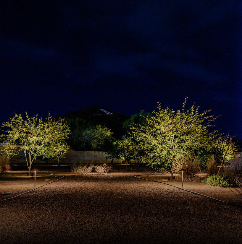 a lit up trees in a desert area at night