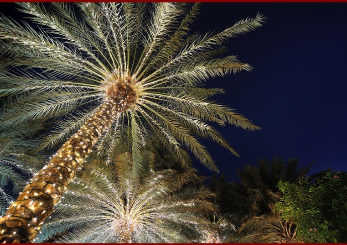 palm trees with lights on them