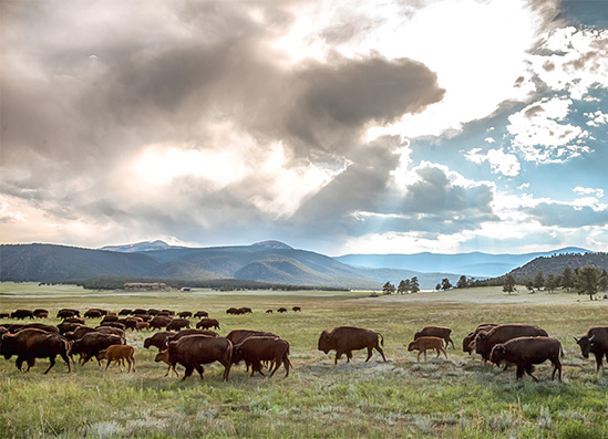 a herd of buffalo in a field