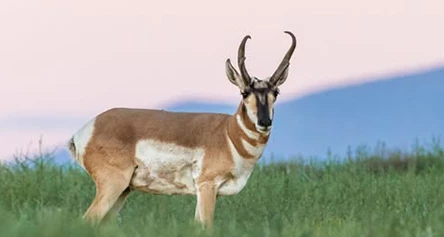 a deer standing in a grassy field