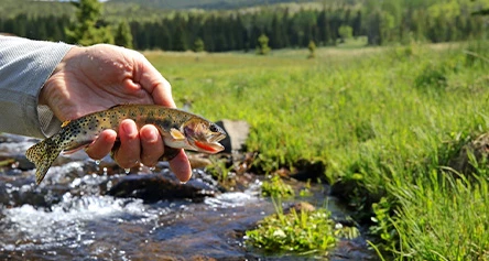 a hand holding a fish