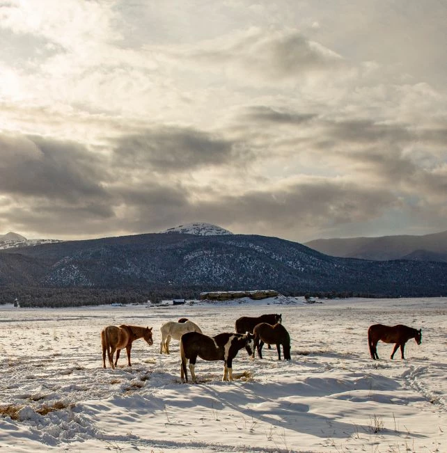 a group of horses in a snowy field