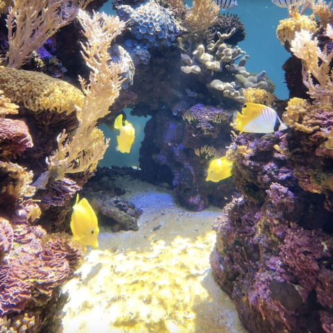 fish in a tank with corals and fish